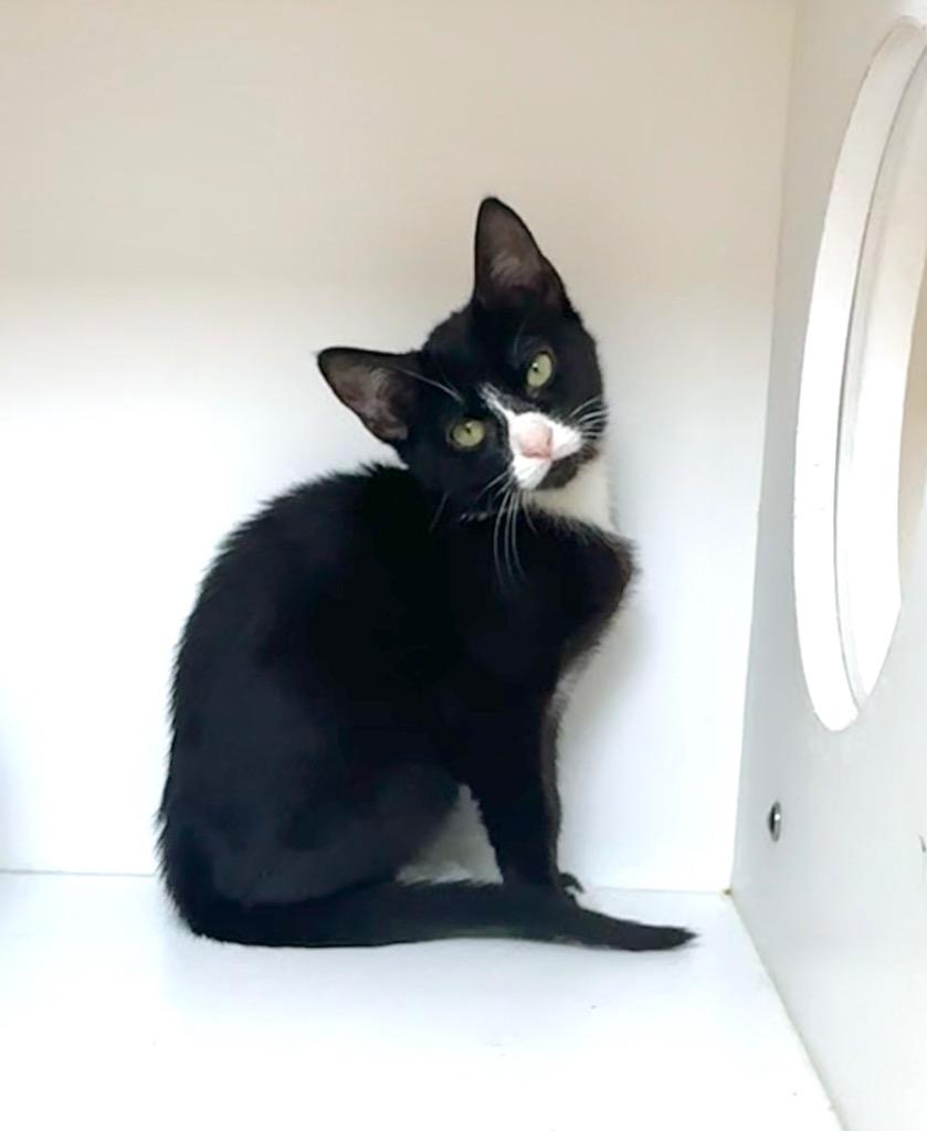 Enlarge Furby, a Adoptable mixed breed in New Orleans, LA image 3/4