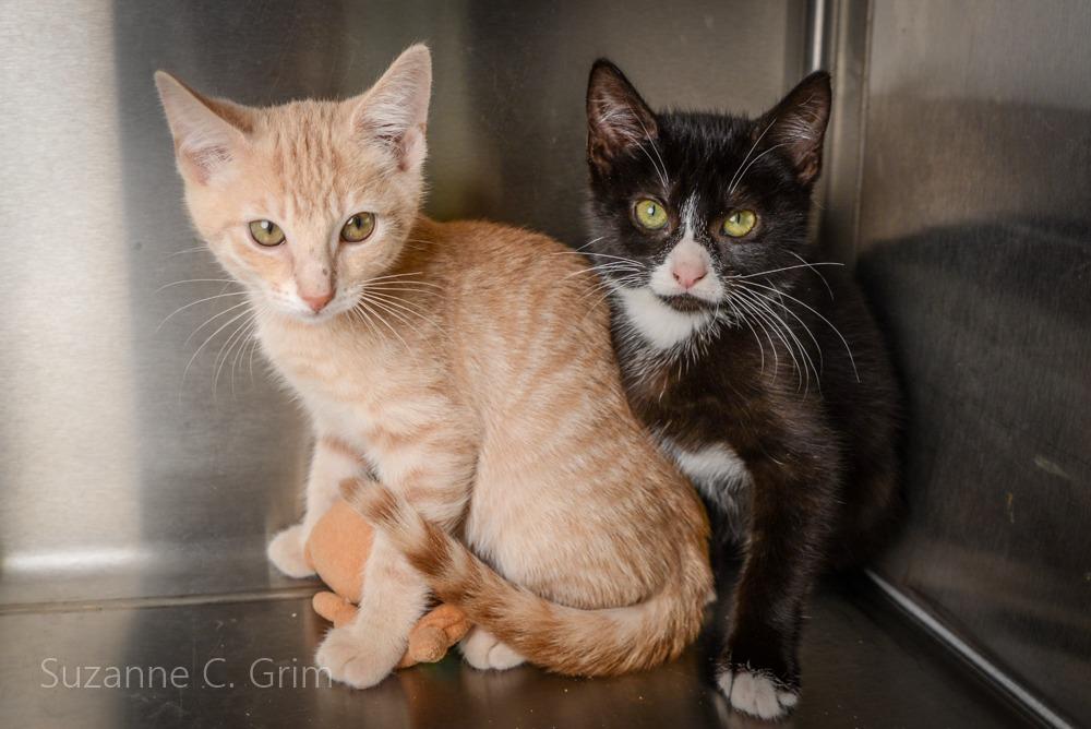 Enlarge Furby, a Adoptable mixed breed in New Orleans, LA image 4/4
