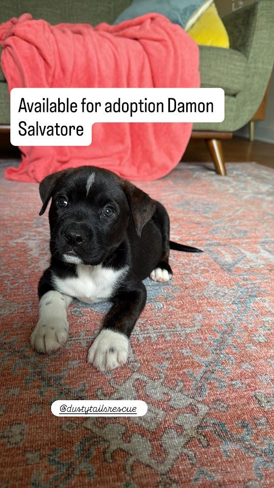Damon Salvatore