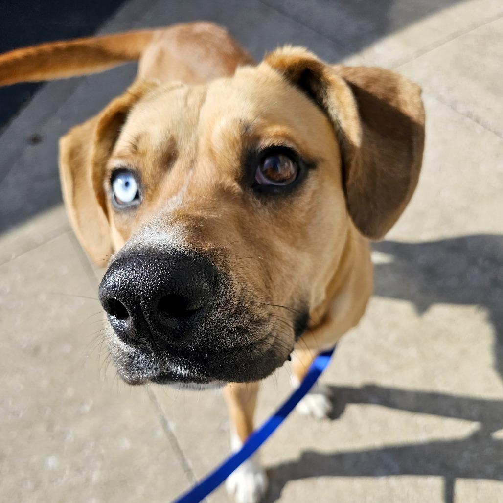 Denver, Adoptable, Adult Male Boxer & Hound.