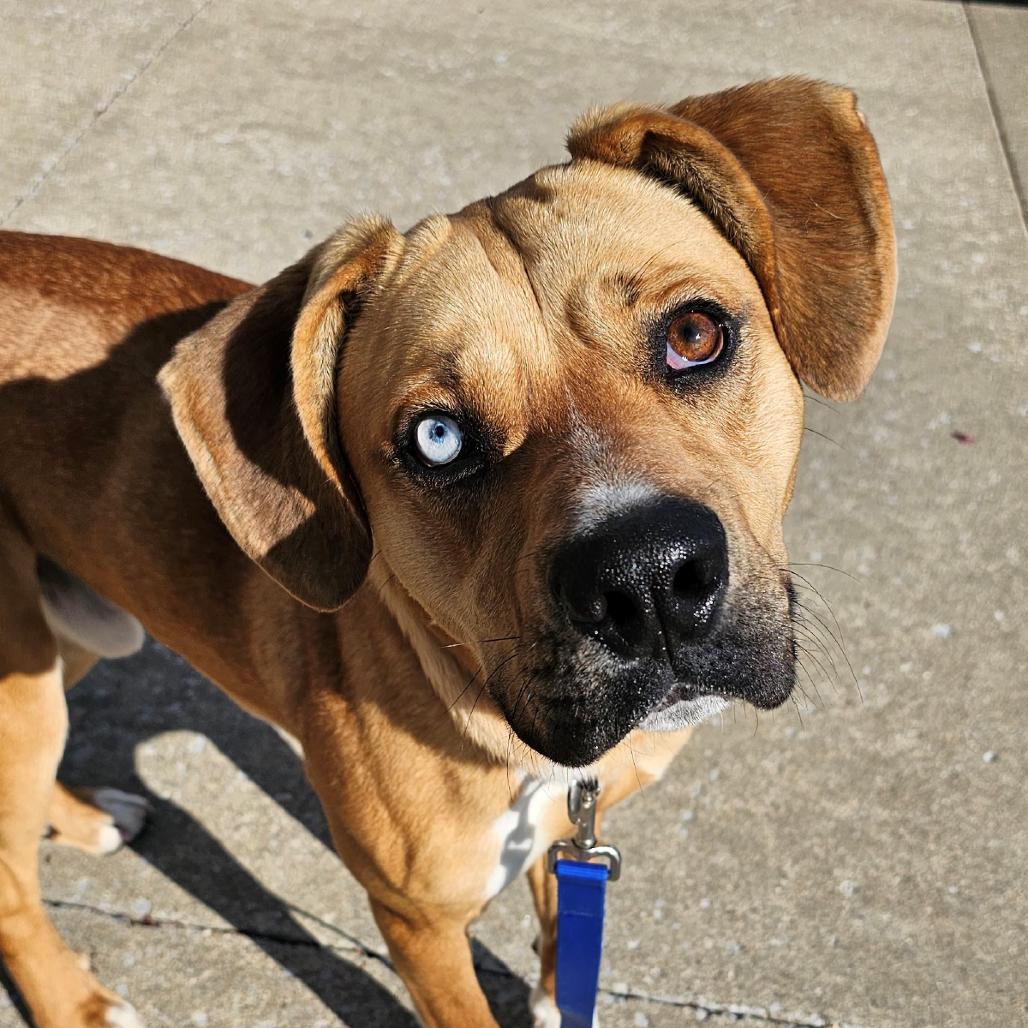 Denver, a Adoptable mixed breed in Versailles, KY image 2/4