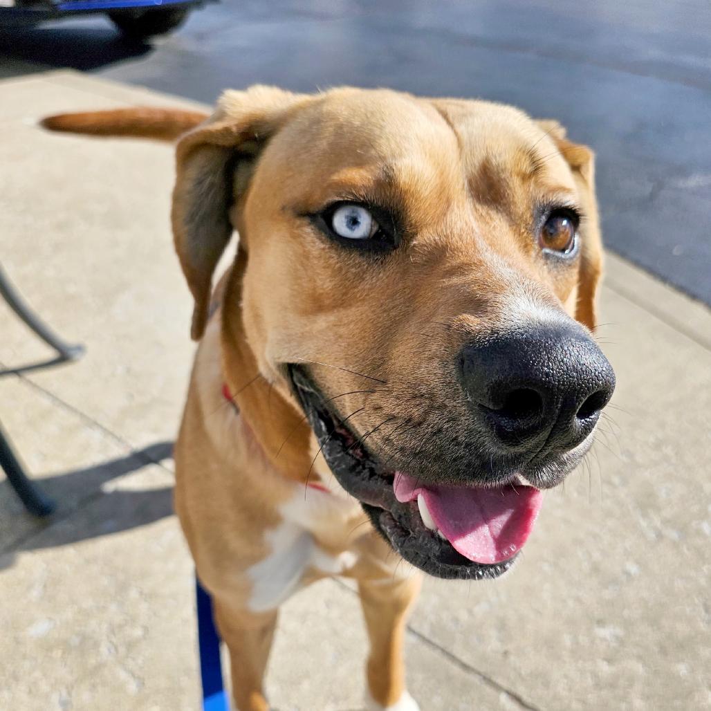 Denver, a Adoptable mixed breed in Versailles, KY image 3/4