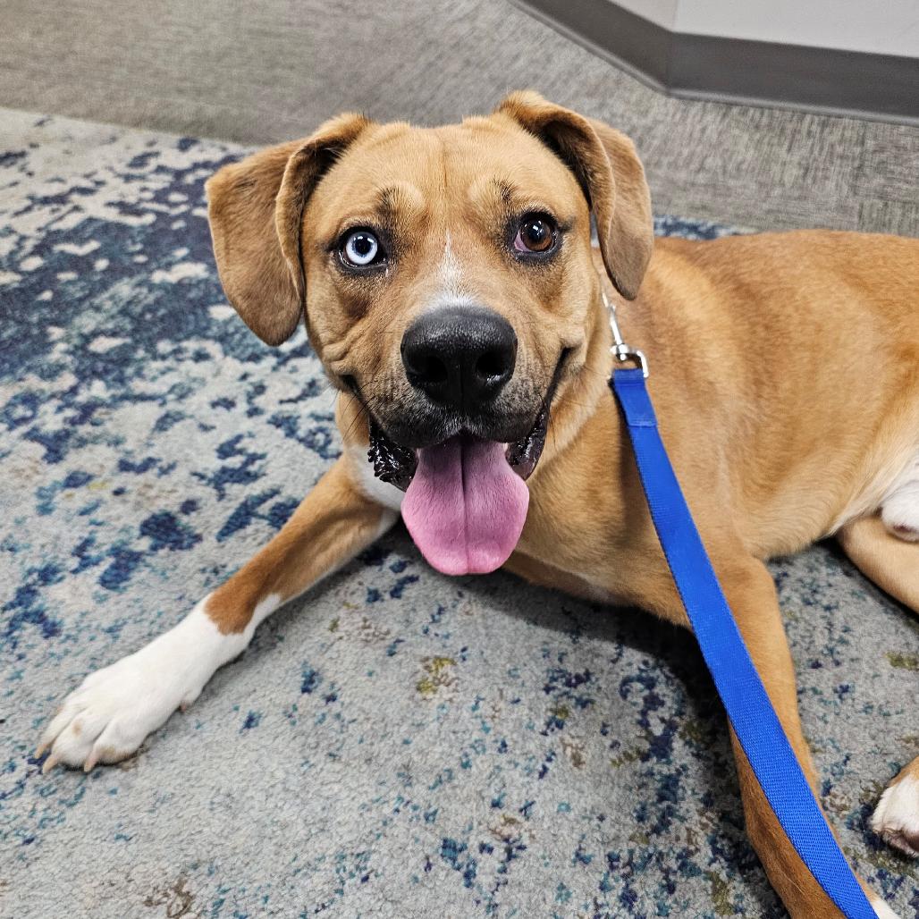 Denver, a Adoptable mixed breed in Versailles, KY image 4/4