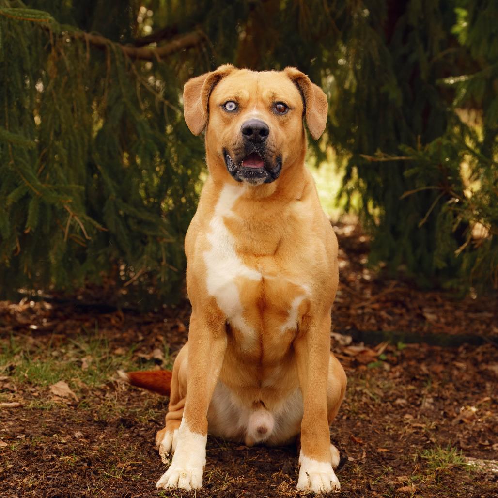 Enlarge Denver, a Adoptable mixed breed in Versailles, KY image 5/6