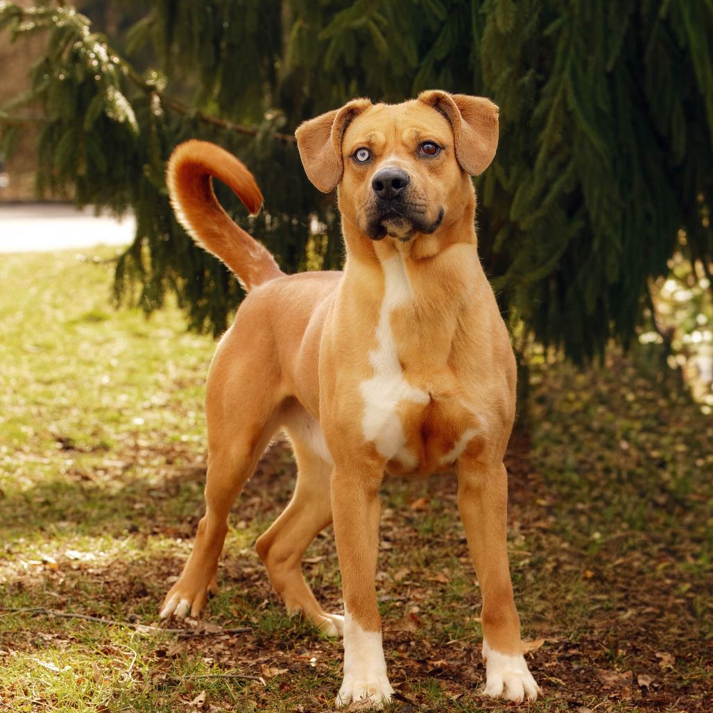 Enlarge Denver, a Adoptable mixed breed in Versailles, KY image 6/6