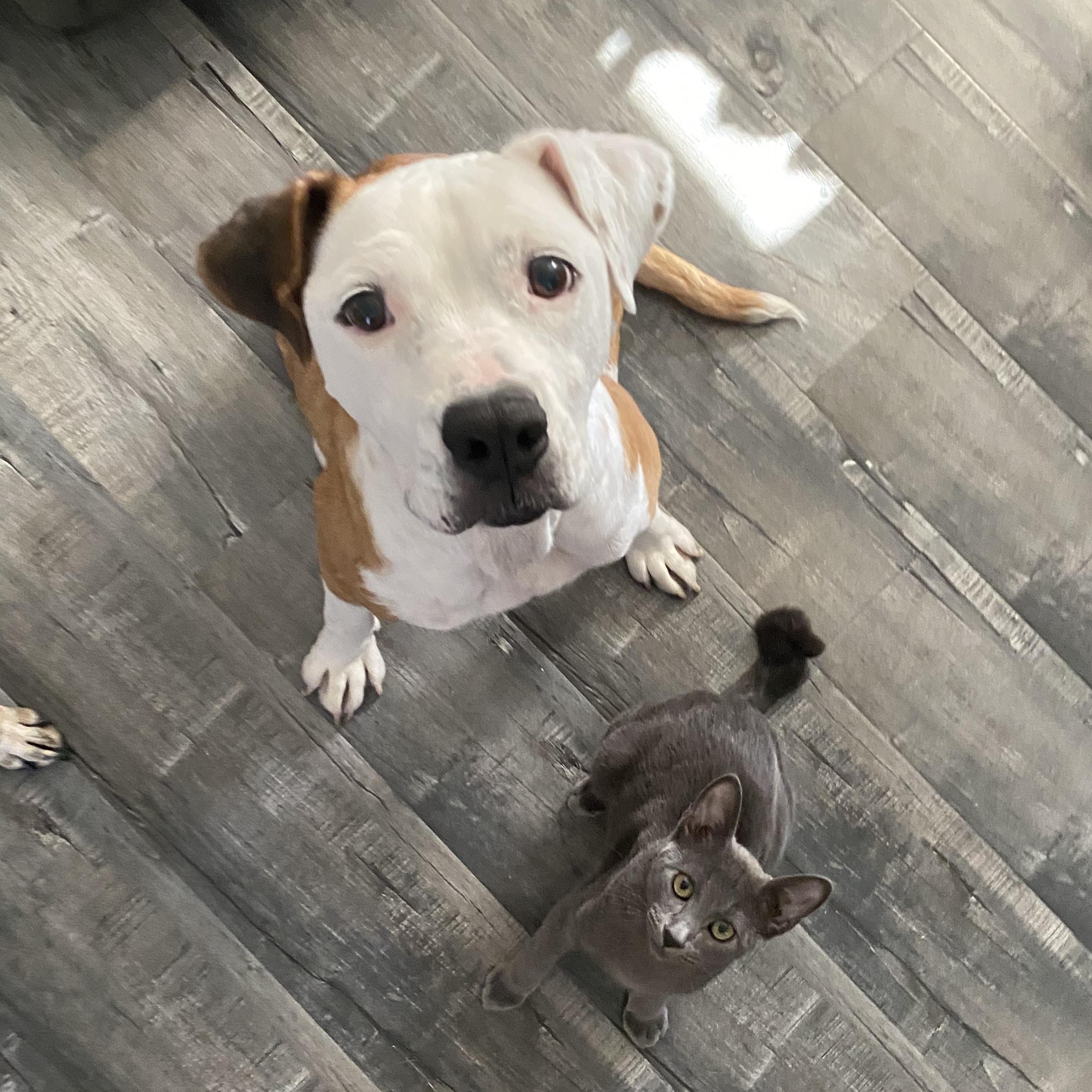 Enlarge Faith (Courtesy Post), a Adoptable mixed breed in Los Angeles, CA image 2/4