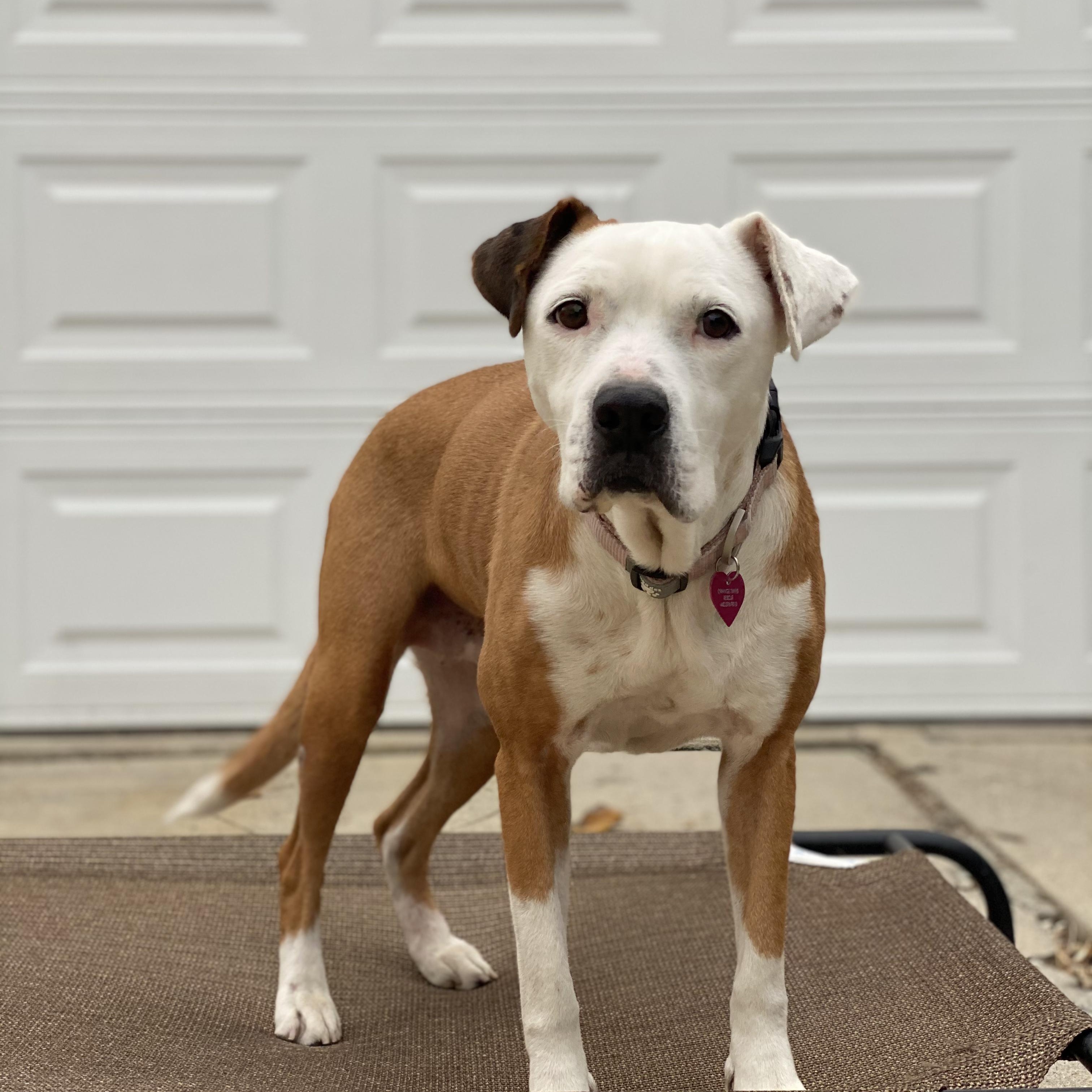 Faith (Courtesy Post), Adoptable, Senior Female Boxer & Pit Bull Terrier.