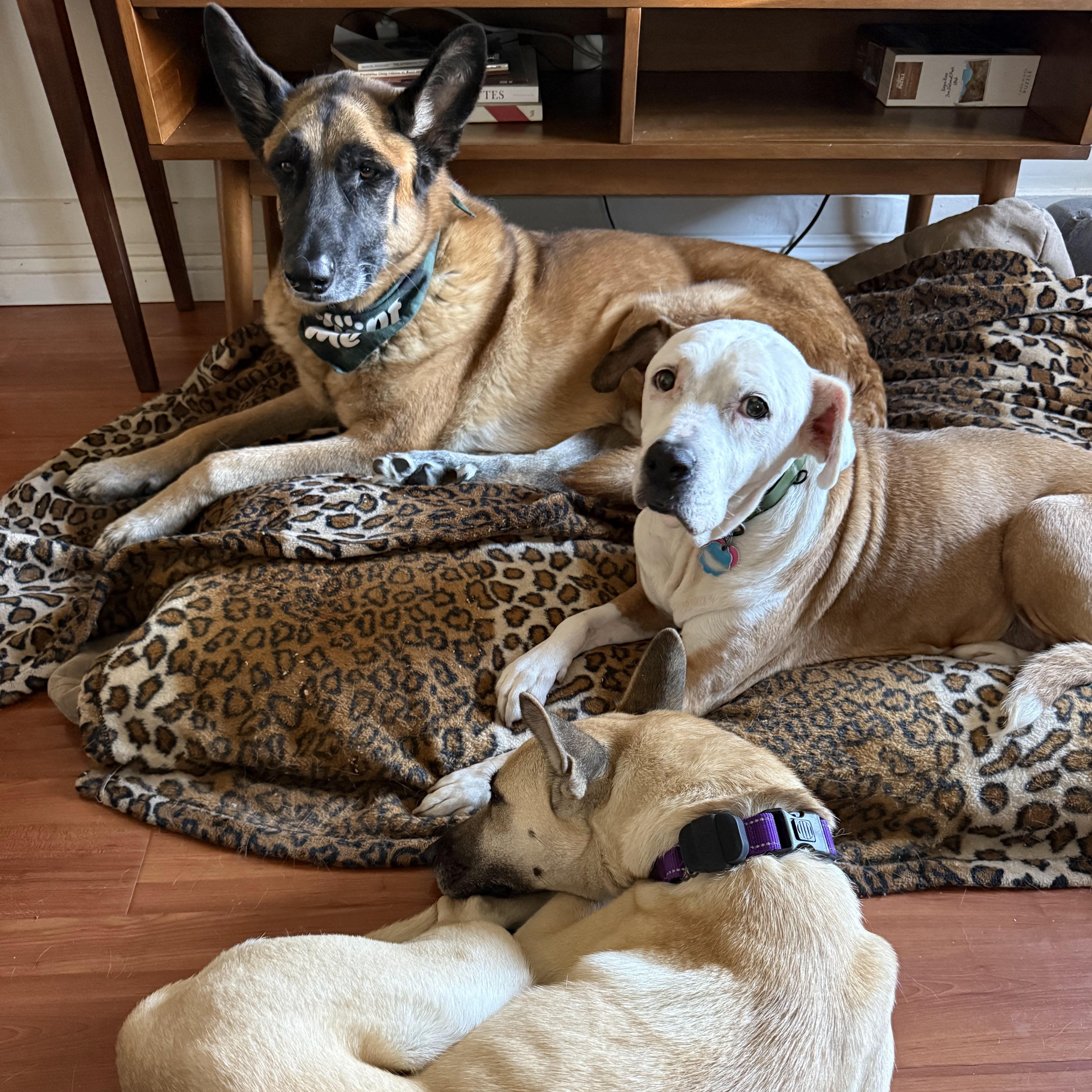 Enlarge Faith (Courtesy Post), a Adoptable mixed breed in Los Angeles, CA image 3/4