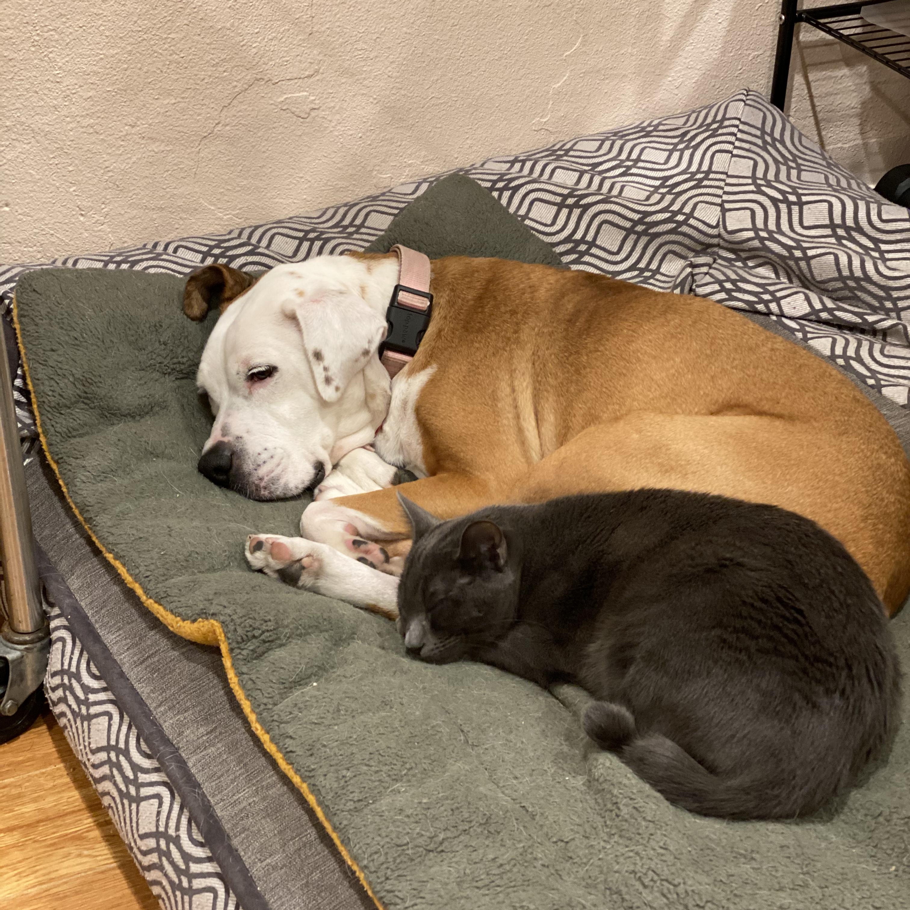 Enlarge Faith (Courtesy Post), a Adoptable mixed breed in Los Angeles, CA image 4/4