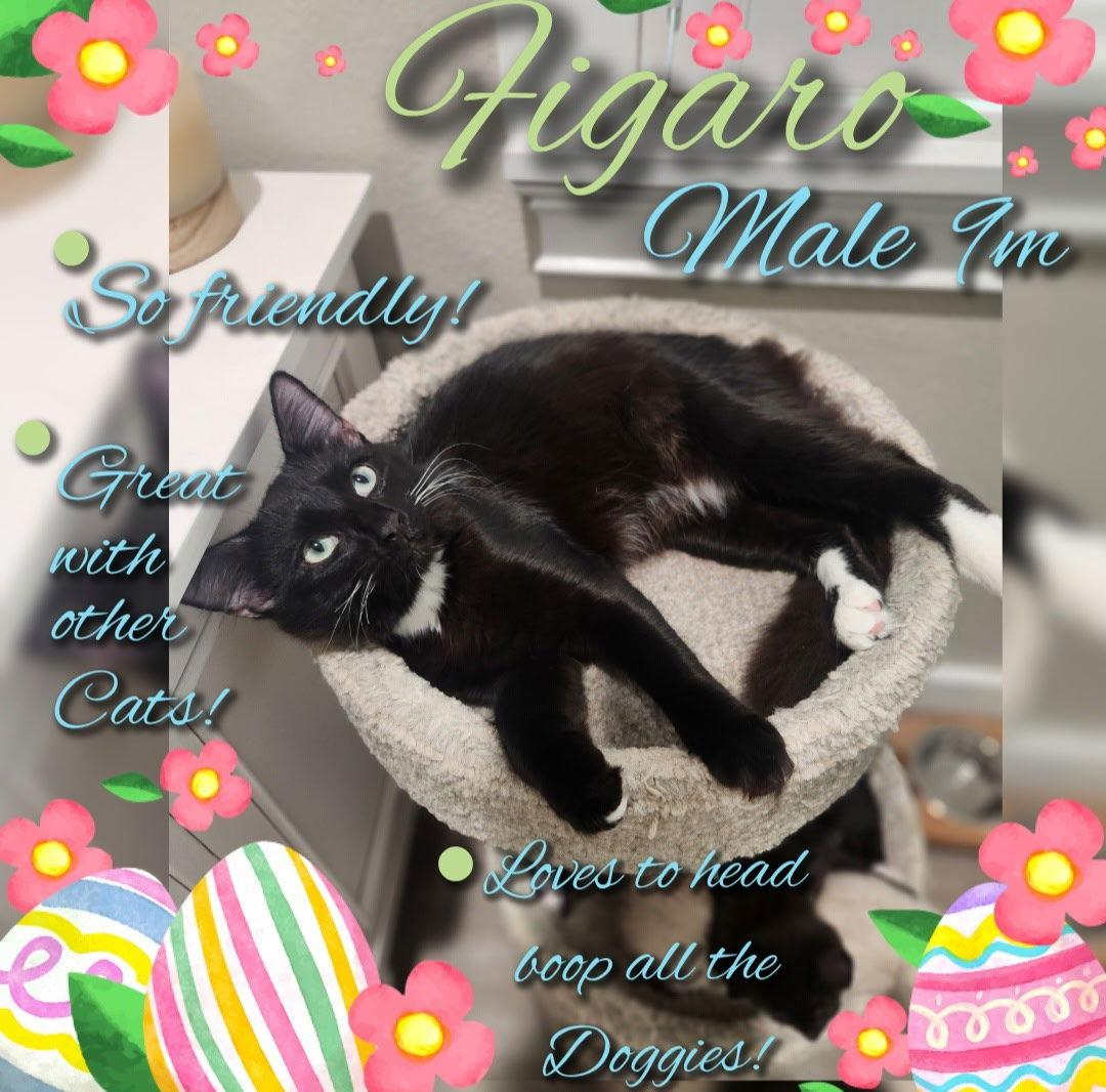 Figaro, Adopted, Young Male Domestic Short Hair.