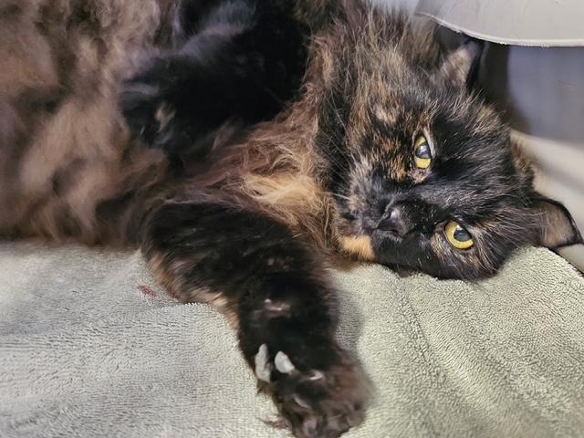 Pritty Girl, an adoptable Domestic Long Hair in Honesdale, PA image 2/3