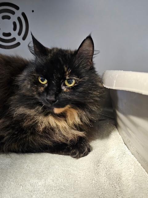 Pritty Girl, an adoptable Domestic Long Hair in Honesdale, PA image 3/3