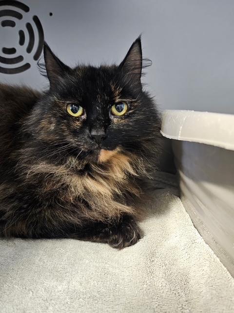 Pritty Girl, an adoptable Domestic Long Hair in Honesdale, PA image 1/3