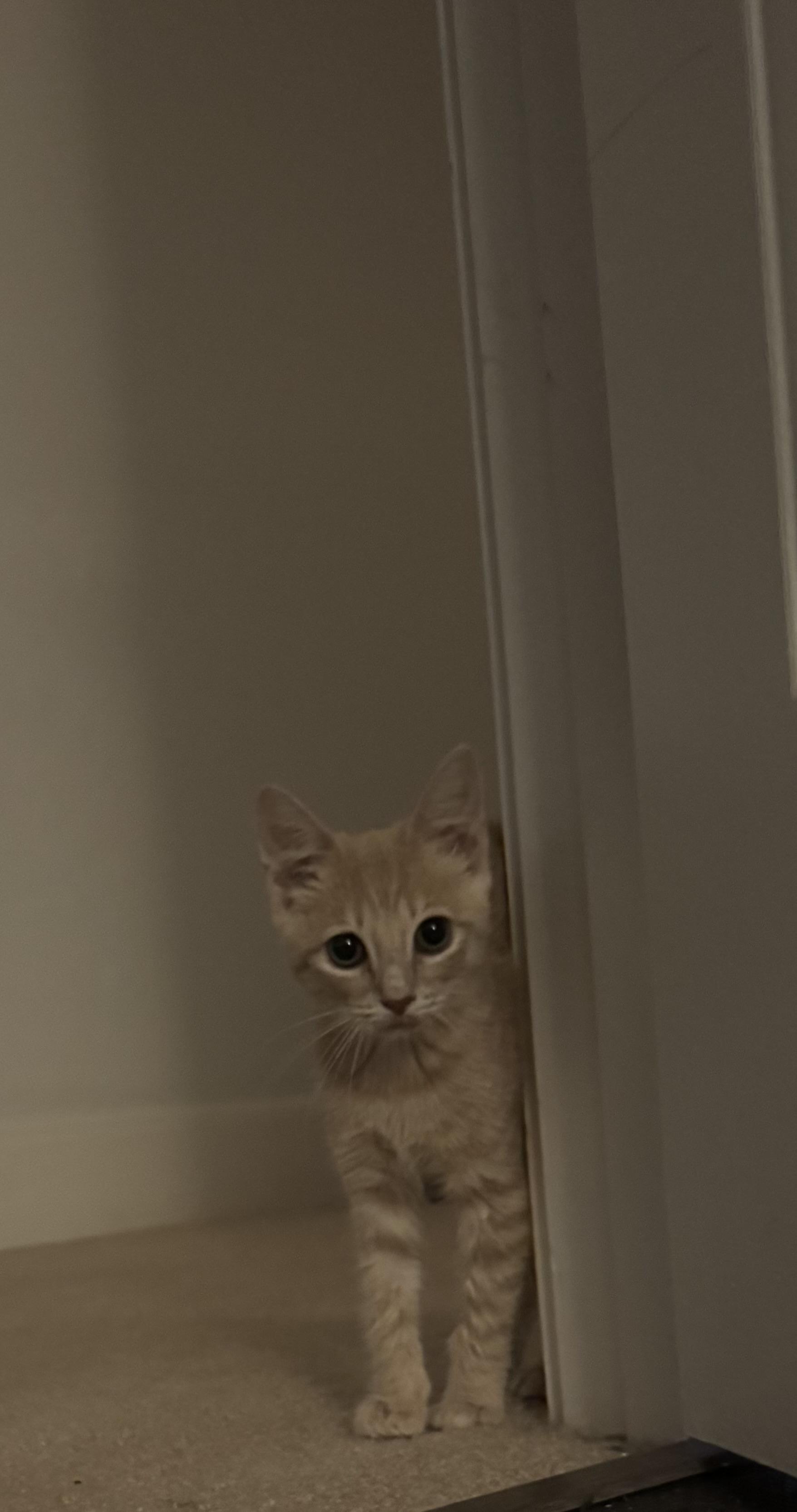 Marley, a Adoptable Tabby in Dawson, GA image 2/2