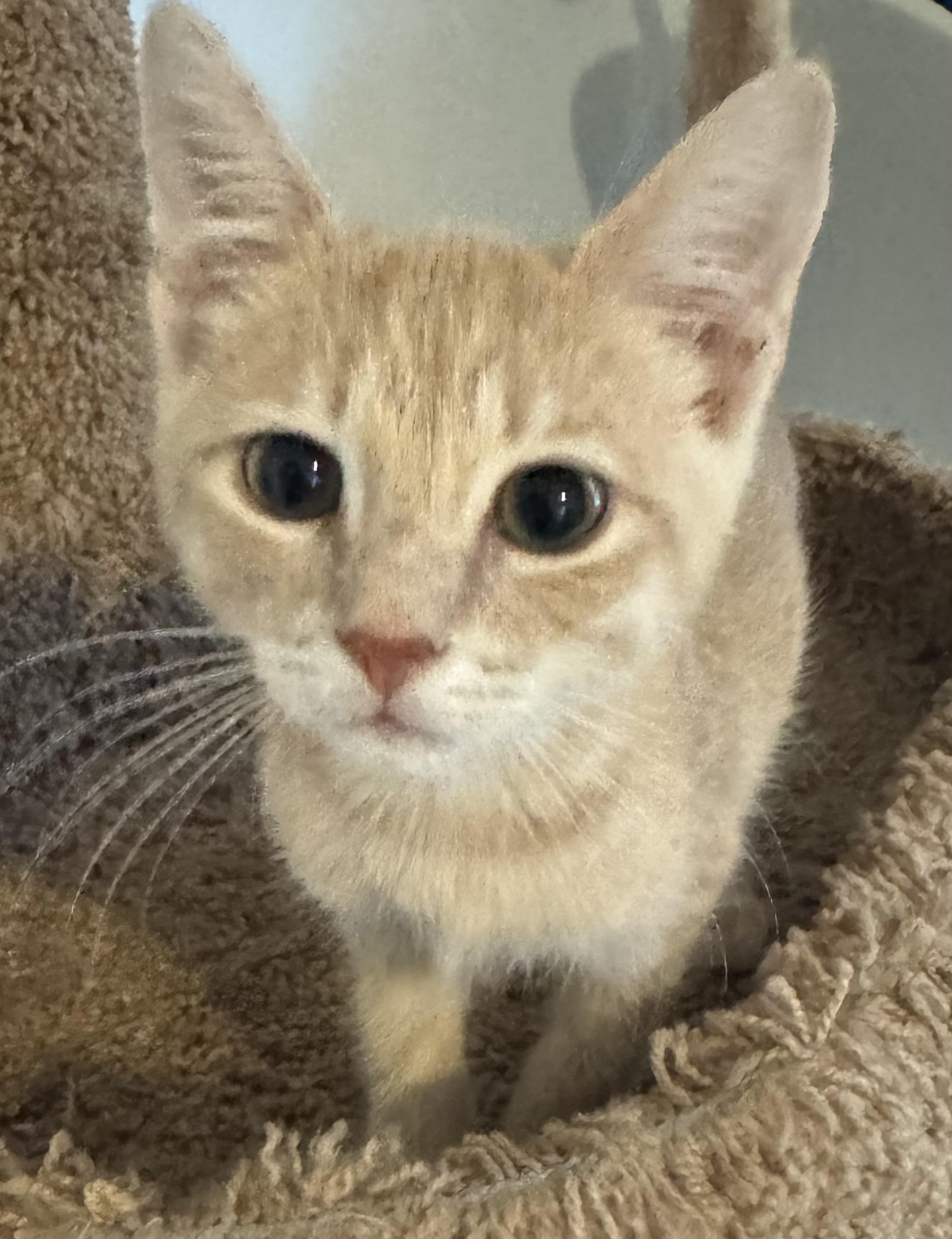 Marley, Adoptable, Kitten Male Tabby.