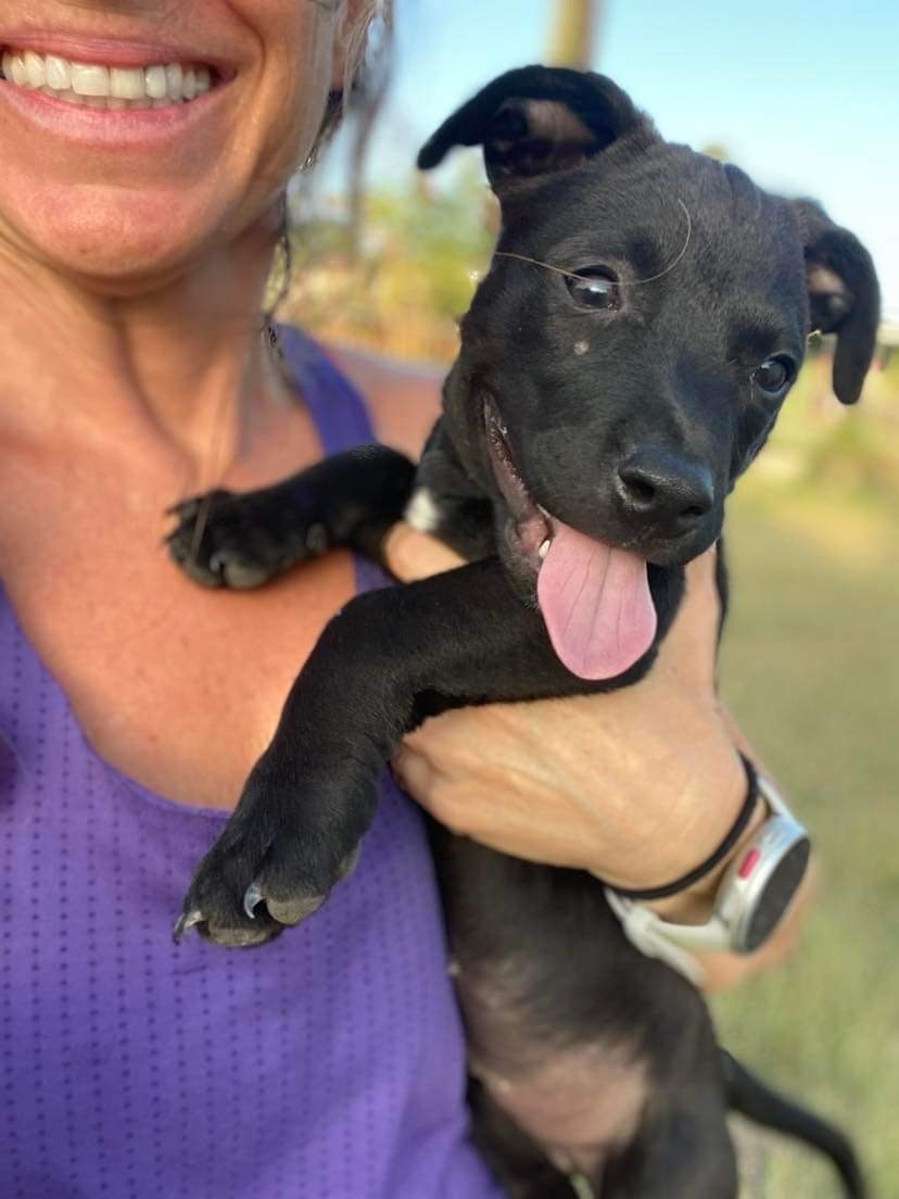 Rollo, Adopted, Puppy Male Mixed Breed.