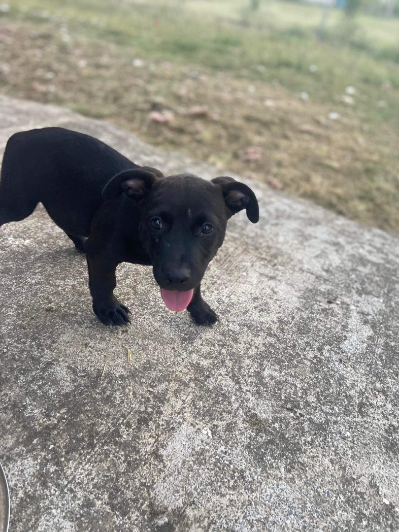 Enlarge Rollo, a Adopted mixed breed in Atlantic Beach, FL image 2/6