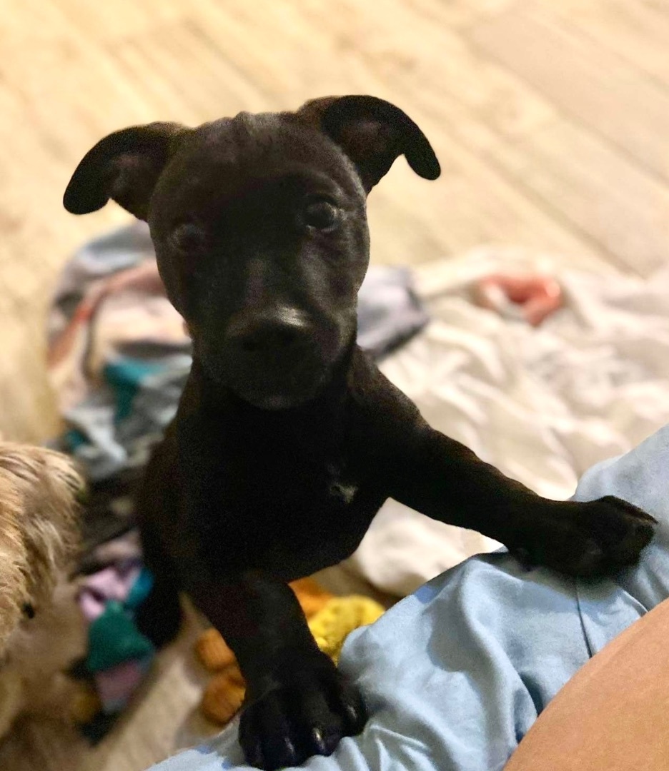 Enlarge Rollo, a Adopted mixed breed in Atlantic Beach, FL image 3/6