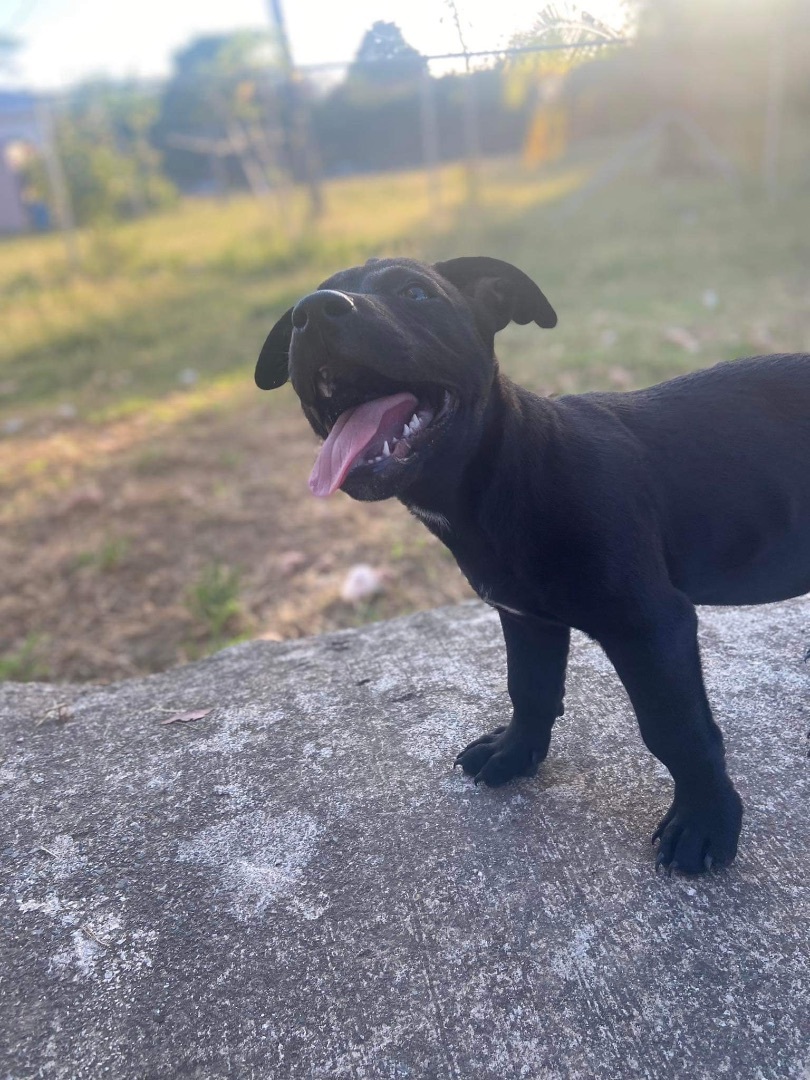Enlarge Rollo, a Adopted mixed breed in Atlantic Beach, FL image 4/6