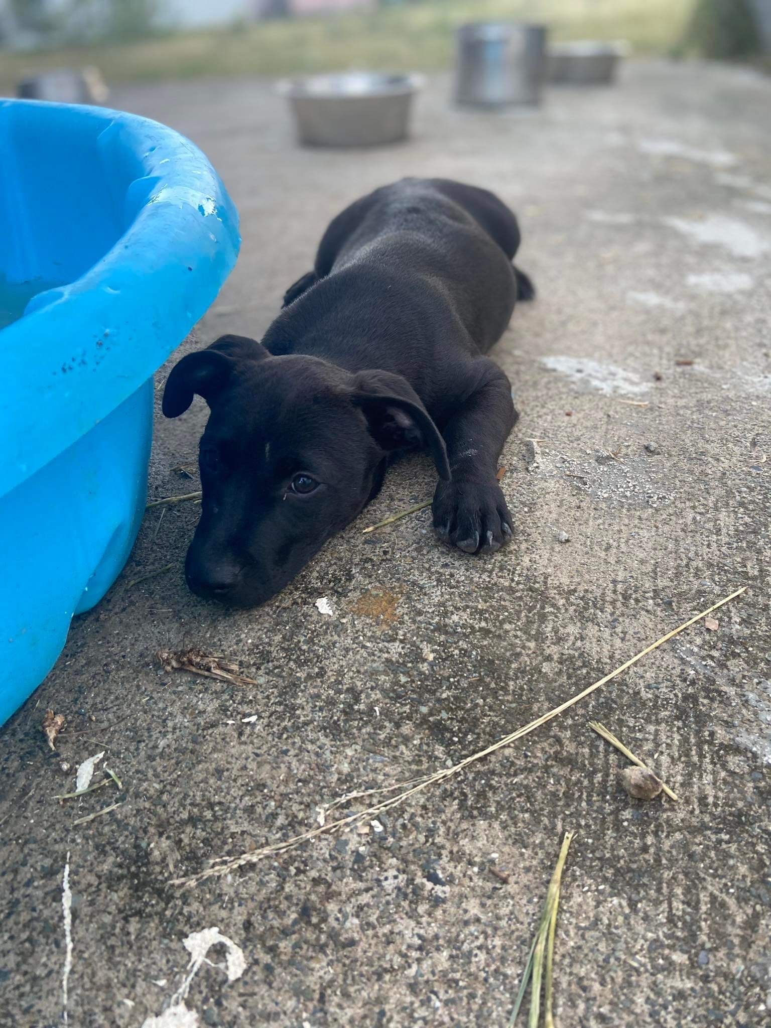 Enlarge Rollo, a Adopted mixed breed in Atlantic Beach, FL image 5/6