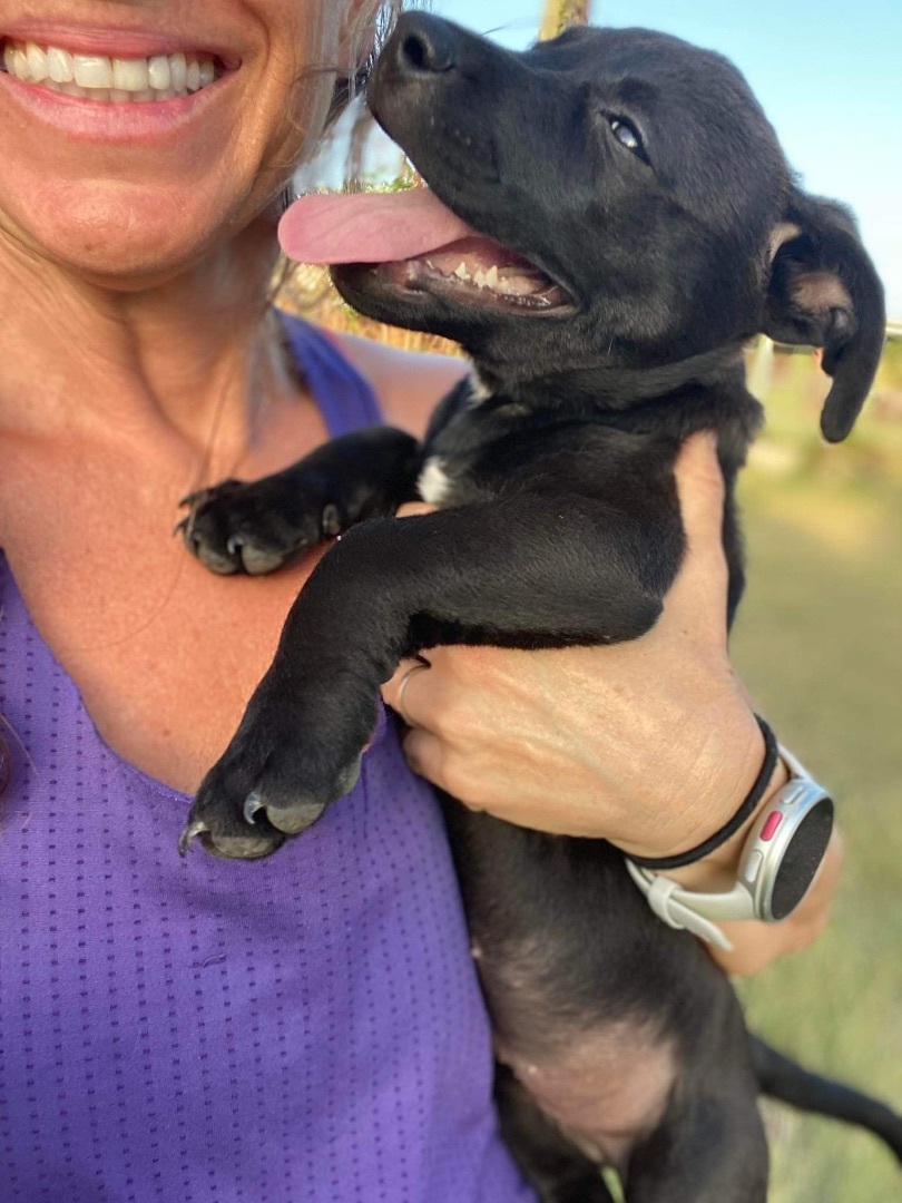 Enlarge Rollo, a Adopted mixed breed in Atlantic Beach, FL image 6/6