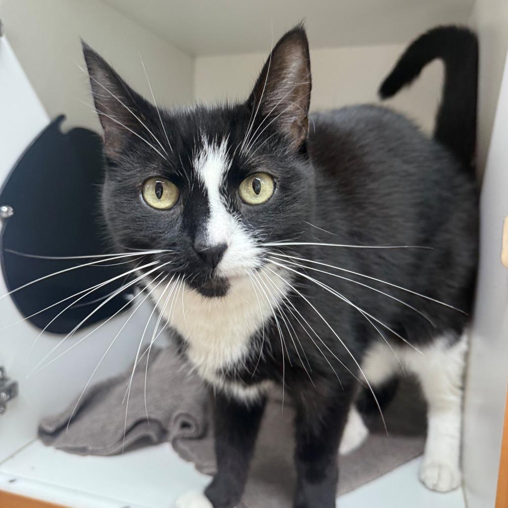 Zola, Adoptable, Senior Female Domestic Short Hair.