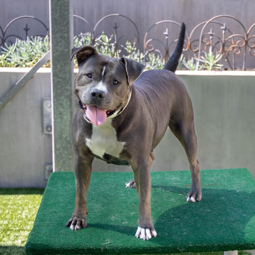 Queenie, Adoptable, Adult Female Pit Bull Terrier.