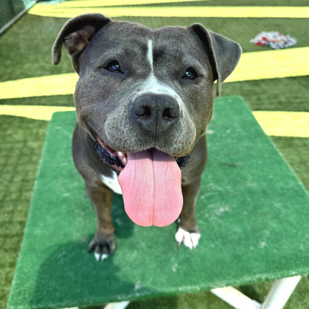 Enlarge Queenie, a Adoptable Pit Bull Terrier in Pasadena, CA image 2/6