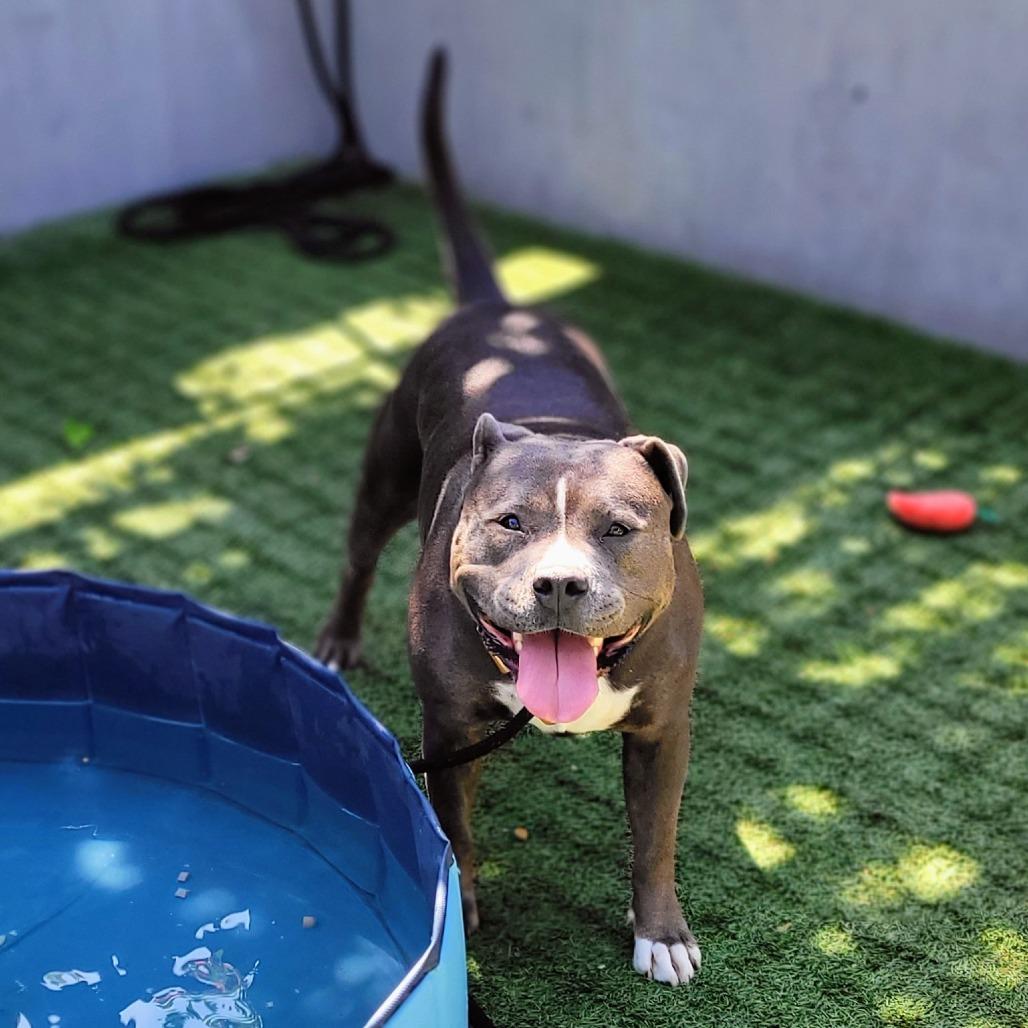 Enlarge Queenie, a Adoptable Pit Bull Terrier in Pasadena, CA image 2/4