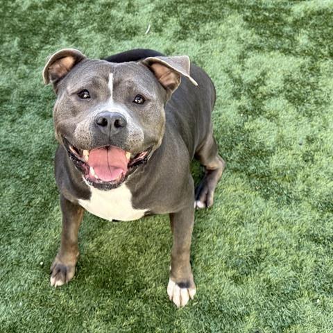 Enlarge Queenie, a Adoptable Pit Bull Terrier in Pasadena, CA image 3/4