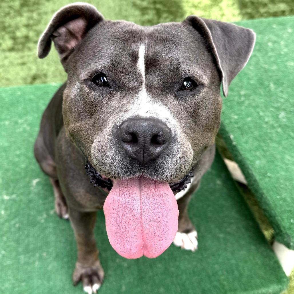 Enlarge Queenie, a Adoptable Pit Bull Terrier in Pasadena, CA image 5/6