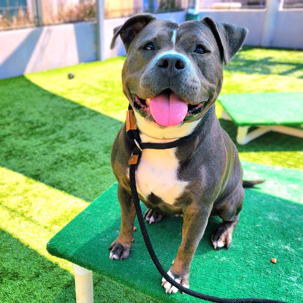 Enlarge Queenie, a Adoptable Pit Bull Terrier in Pasadena, CA image 4/4