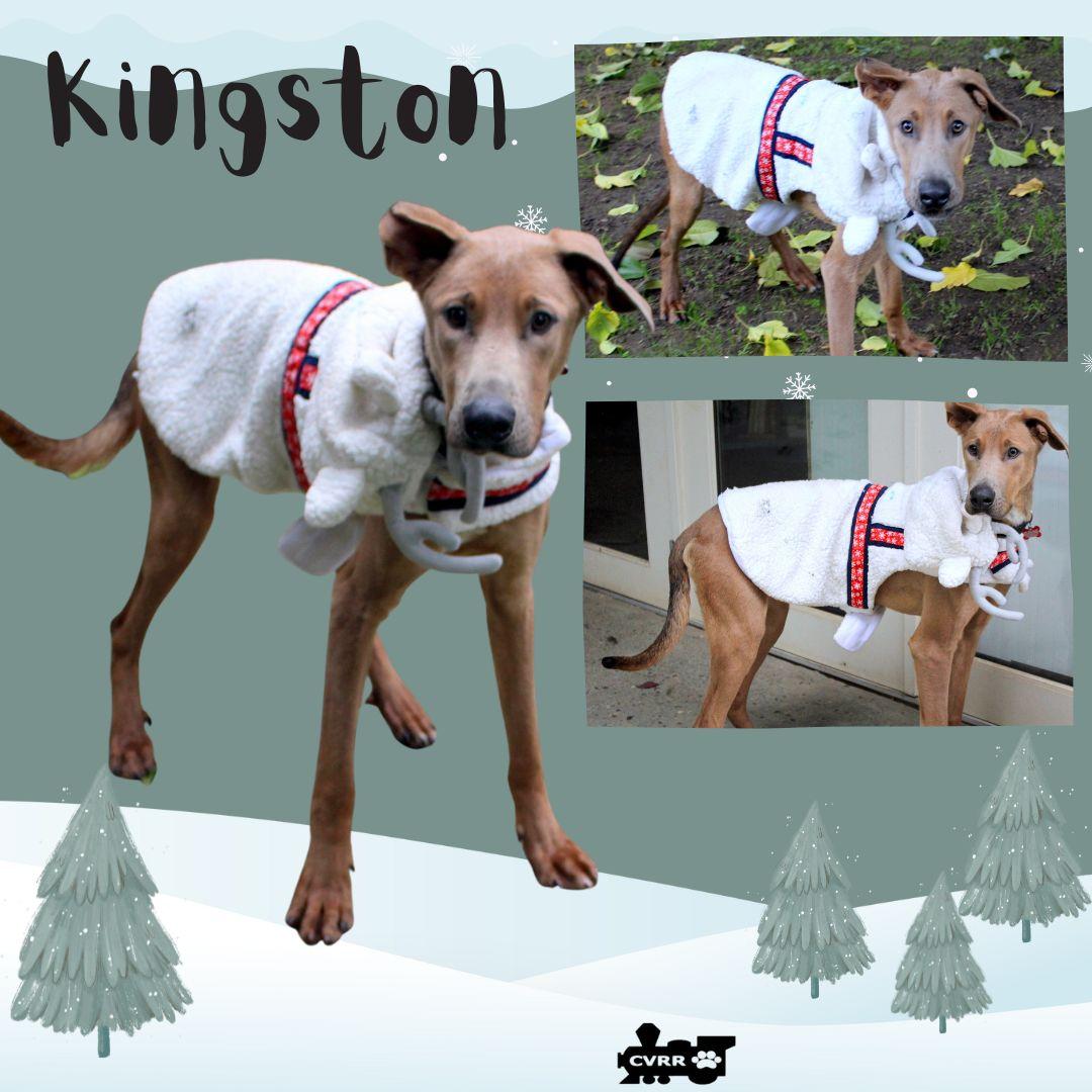 Kingston thumbnail 2