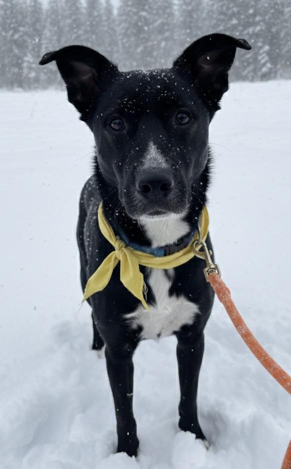 Enlarge Piper, an adopted mixed breed in Akron, NY image 3/3