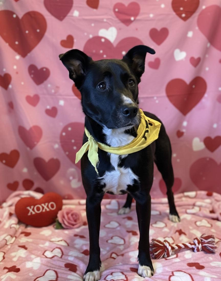 Enlarge Piper, an adopted mixed breed in Akron, NY image 1/3