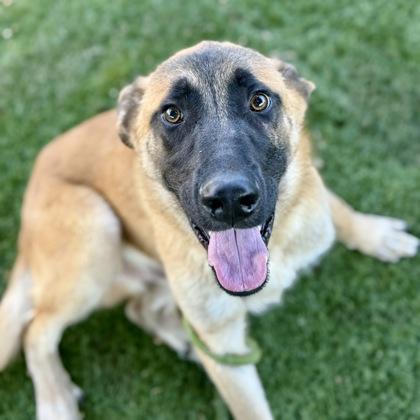 Benny, a Adoptable mixed breed in Red Bluff, CA image 2/4