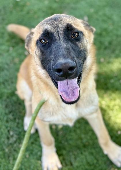 Benny, Adoptable, Young Male Anatolian Shepherd.