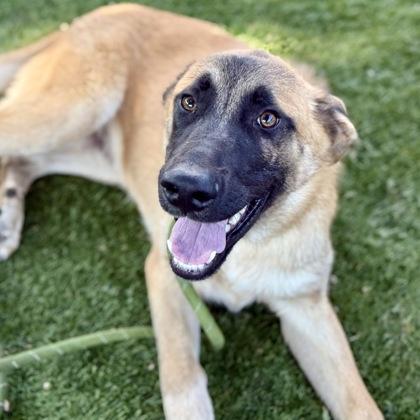 Benny, a Adoptable mixed breed in Red Bluff, CA image 3/4