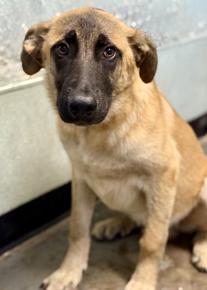 Benny, a Adoptable mixed breed in Red Bluff, CA image 4/4
