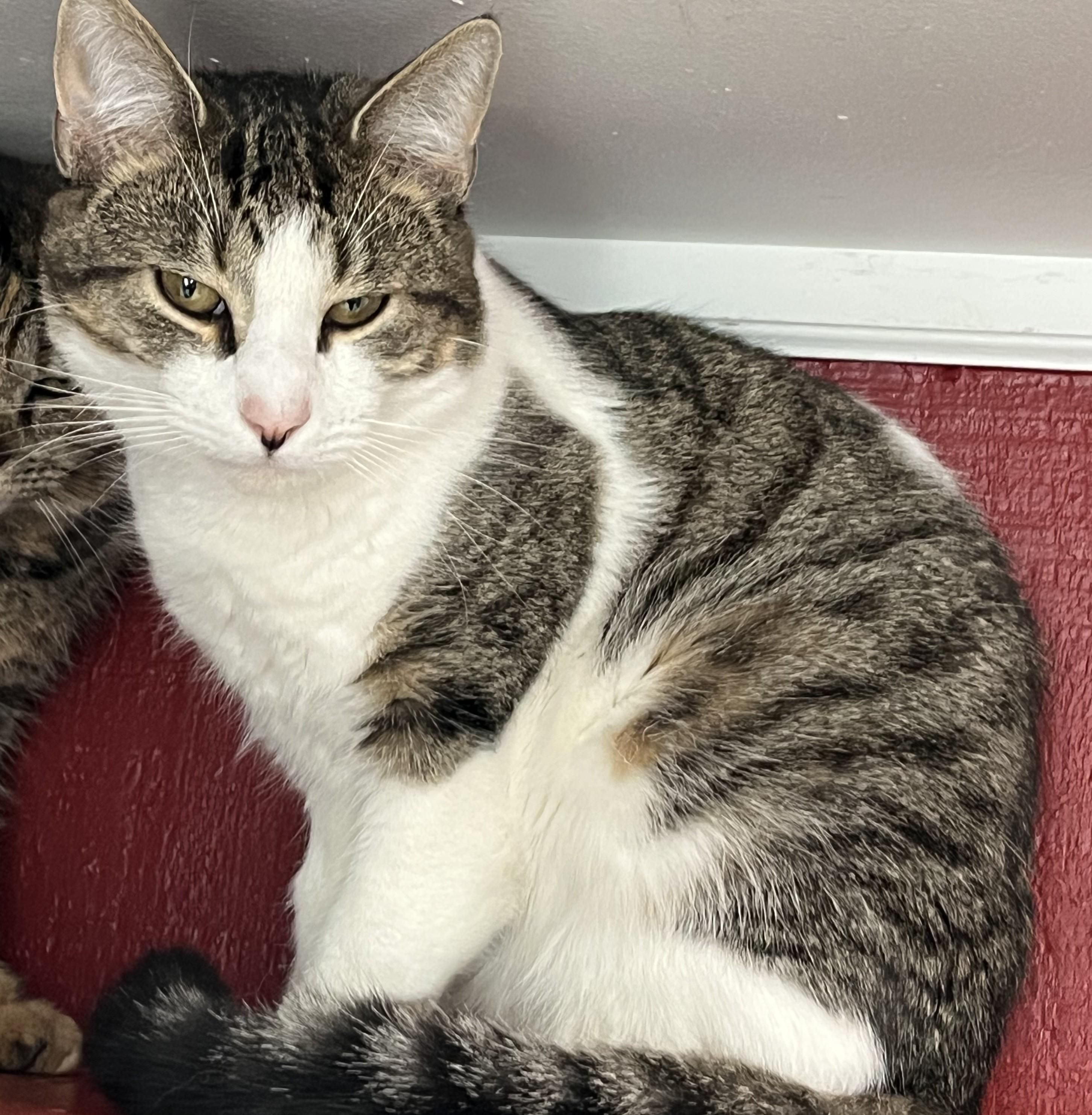 Sawyer Shewman (brother to Tucker)