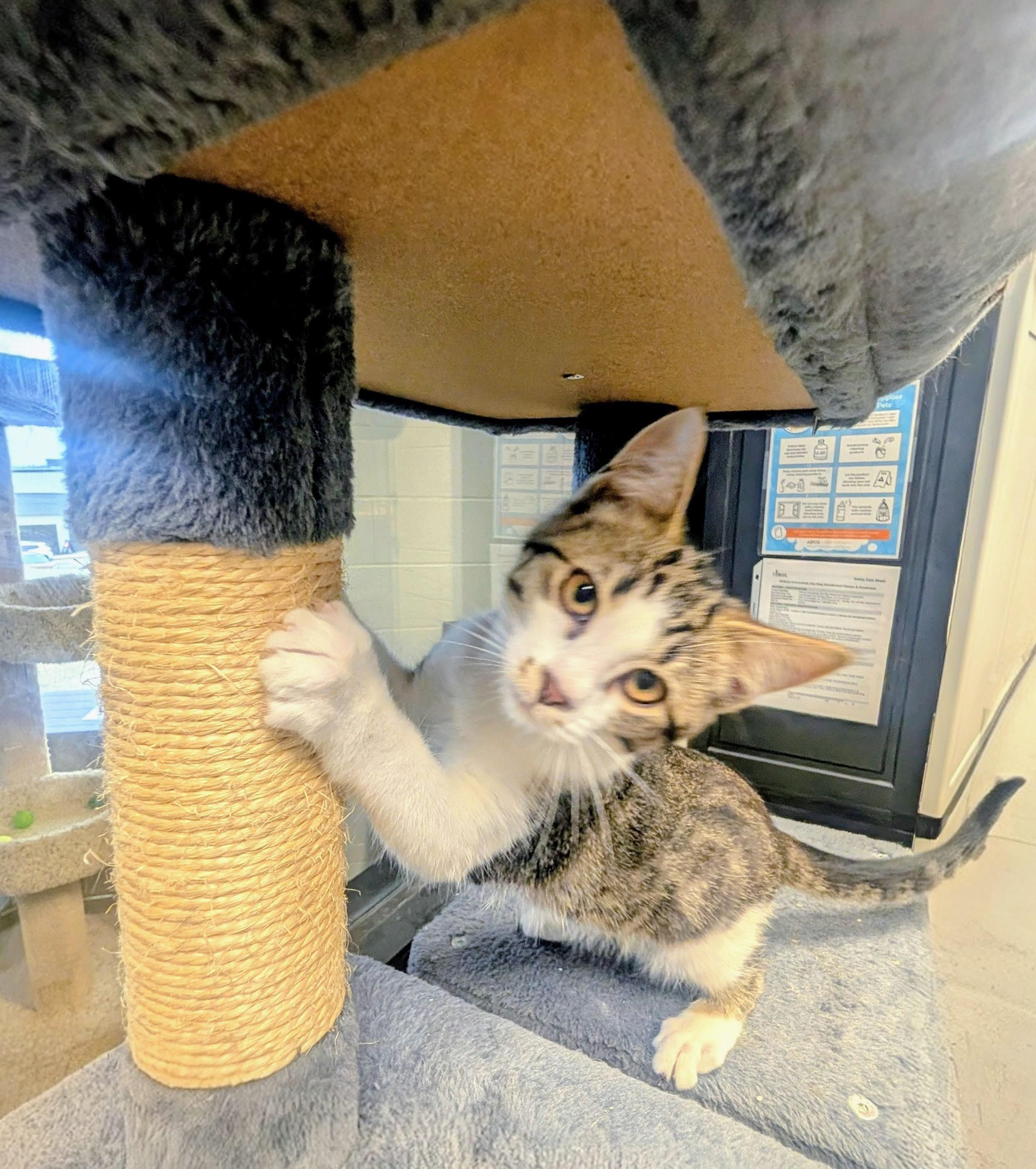 Sushi, a ADOPTABLE American Shorthair in Mount Juliet, TN image 2/3