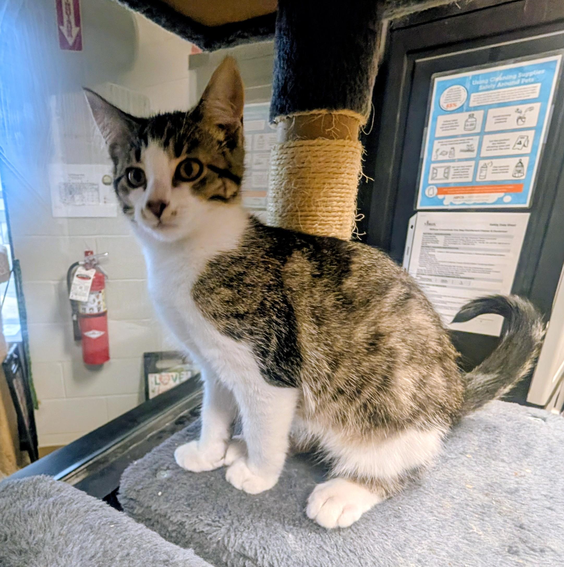 Sushi, ADOPTABLE, Young Female American Shorthair.