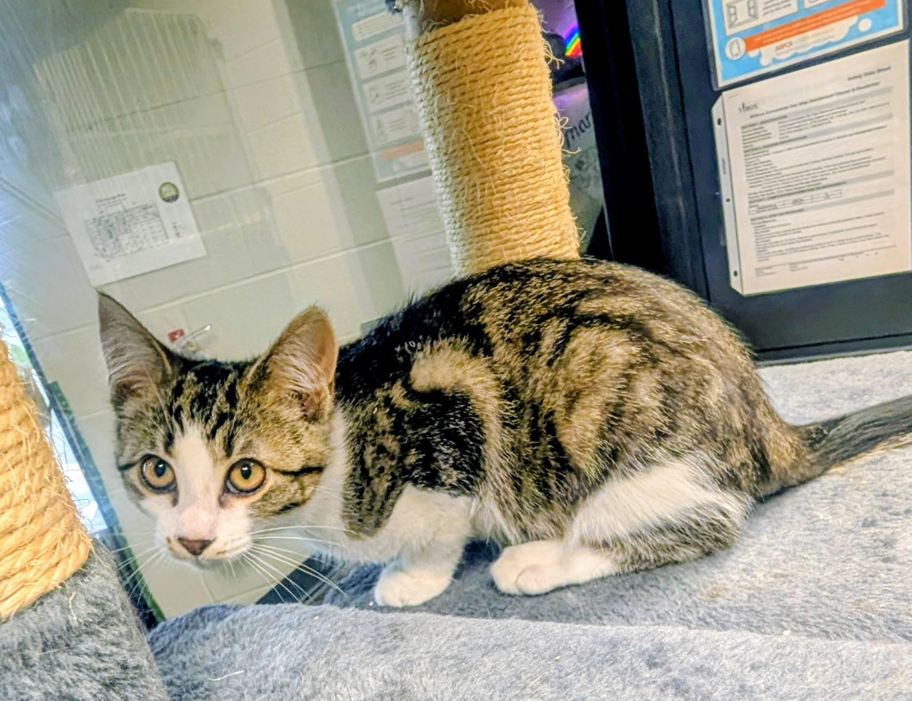 Sushi, a ADOPTABLE American Shorthair in Mount Juliet, TN image 3/3