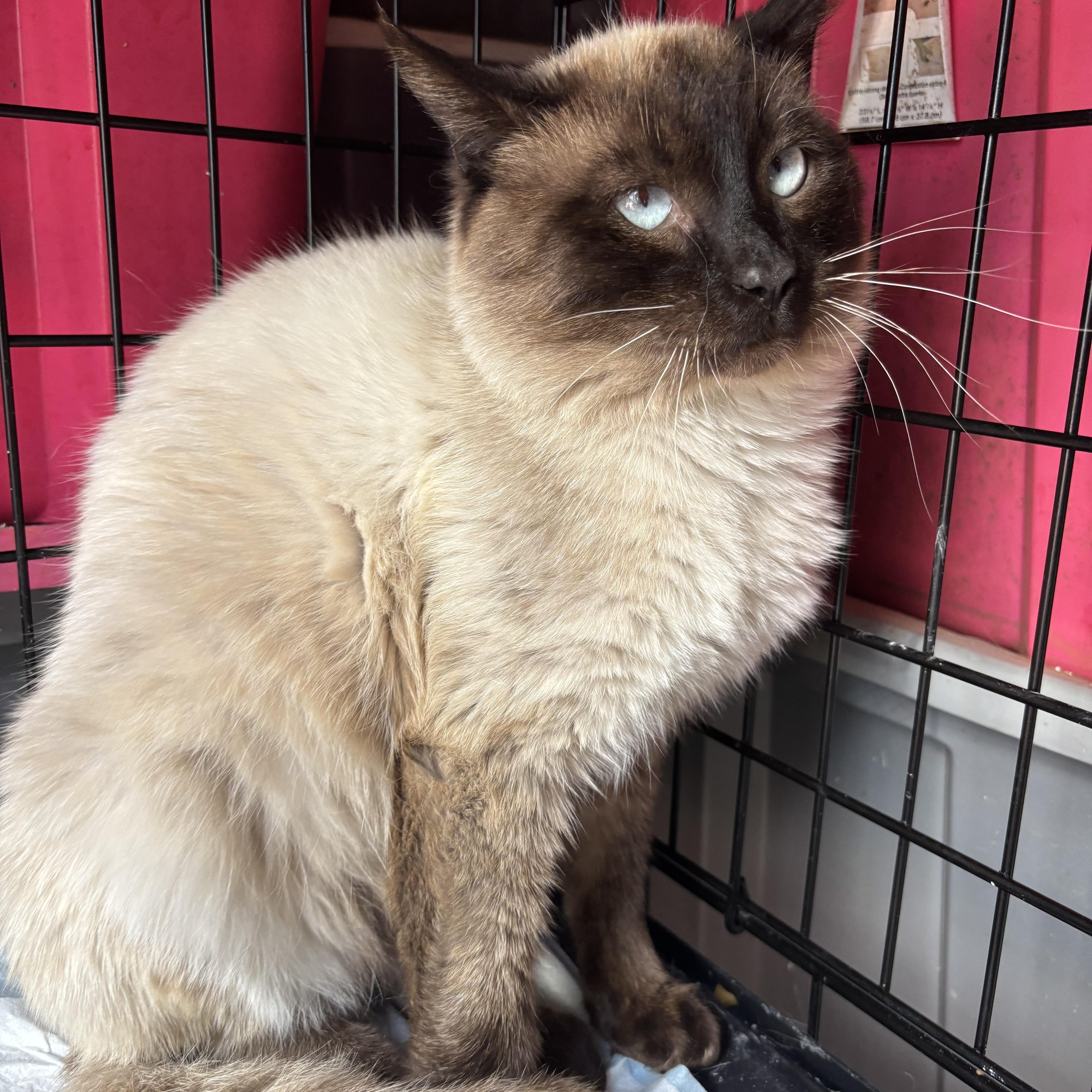 Champ, a ADOPTABLE Siamese in San Diego, CA image 3/3
