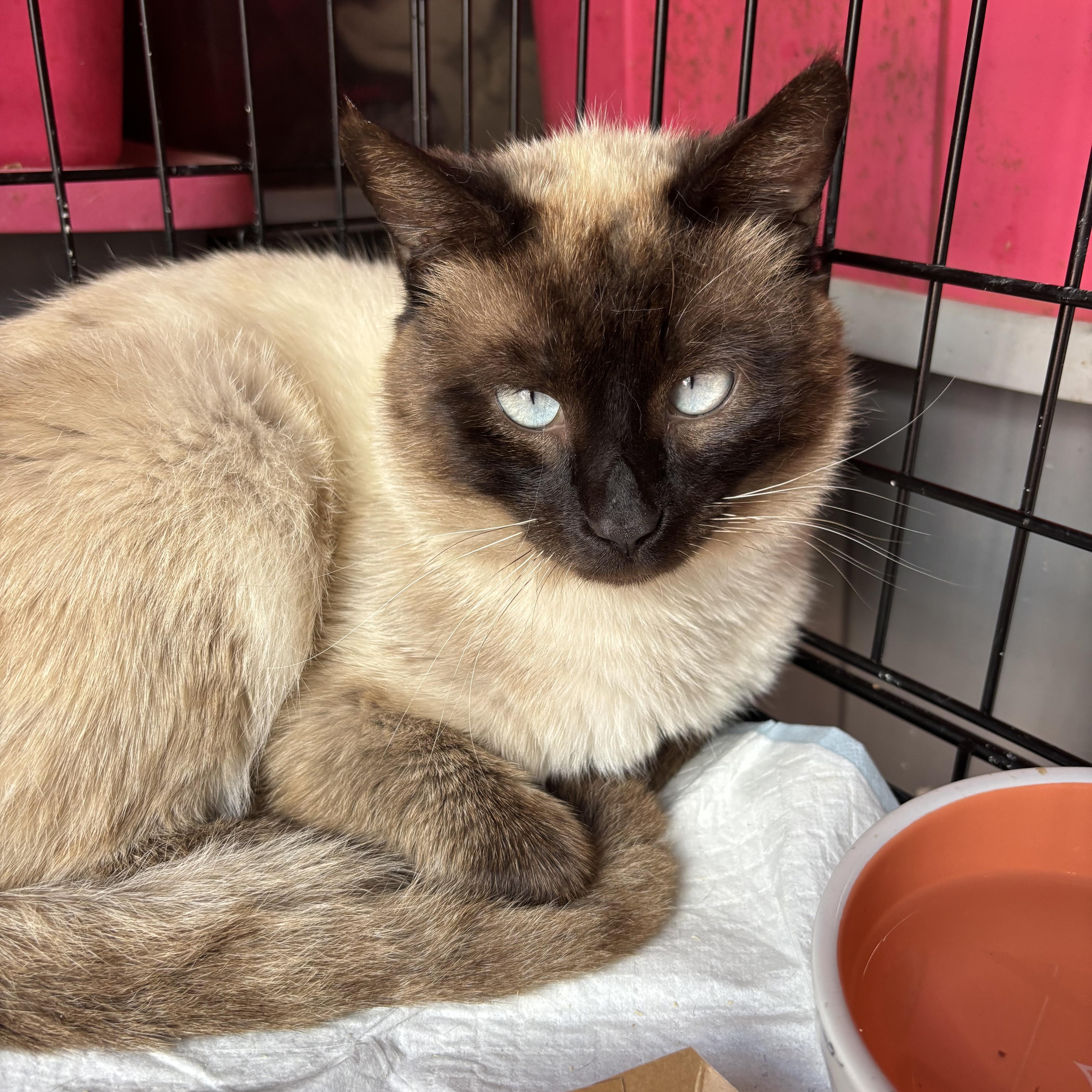 Champ, ADOPTABLE, Adult Male Siamese.