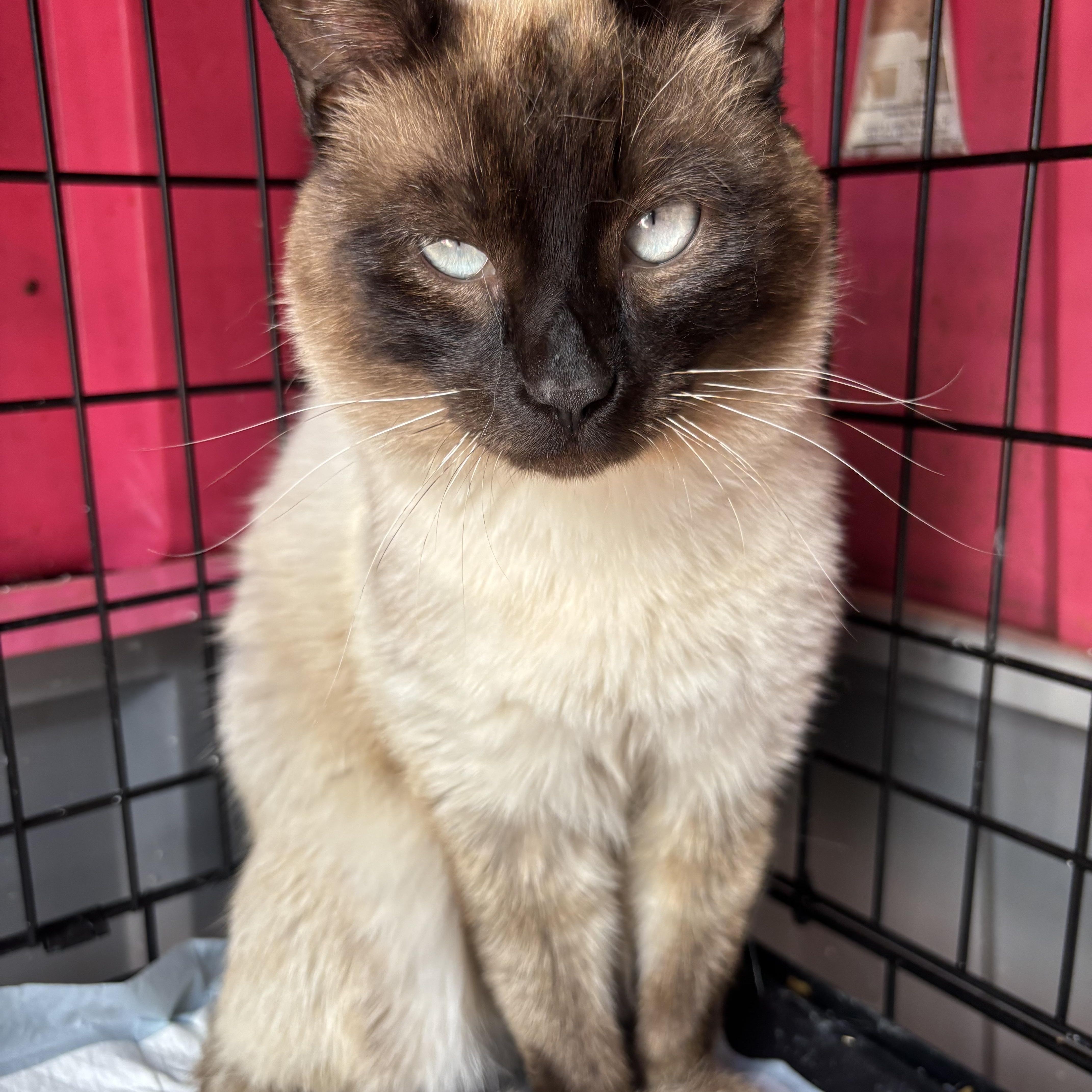 Champ, a ADOPTABLE Siamese in San Diego, CA image 2/3
