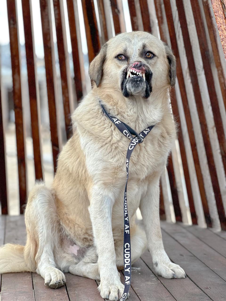 Enlarge Bruno, an adoption pending mixed breed in madison, CT image 2/6