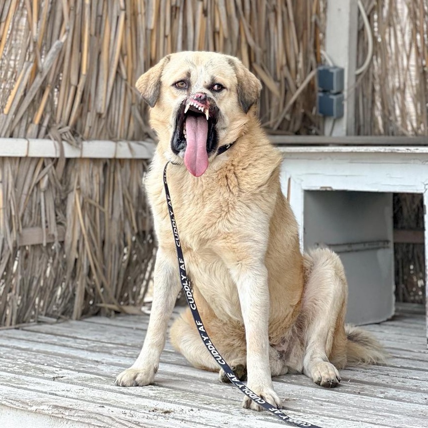 Enlarge Bruno, an adoption pending mixed breed in madison, CT image 3/6