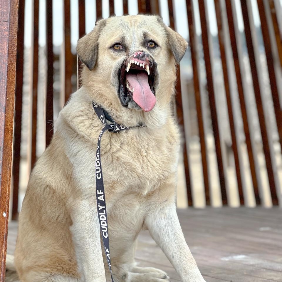 Enlarge Bruno, an adoption pending mixed breed in madison, CT image 4/6