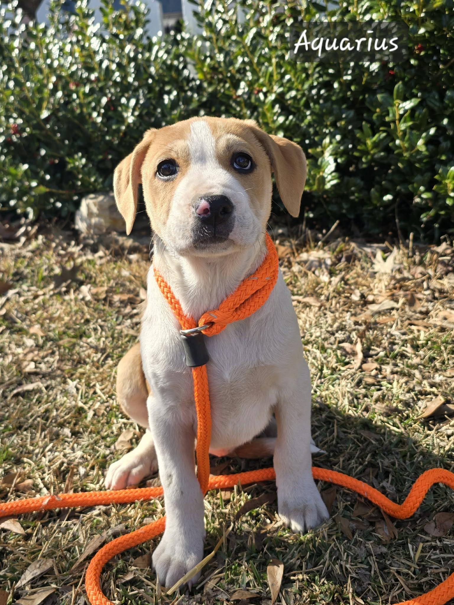 Aquarius, a Adoptable mixed breed in Chepachet, RI image 1/6